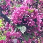 Malus × floribunda Цвят