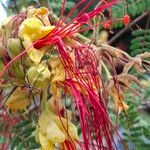 Erythrostemon gilliesii Цветок