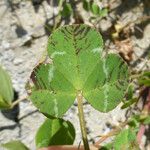 Trifolium fucatum Deilen