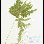 Selaginella parkeri Hoja
