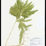 Selaginella parkeri Лист