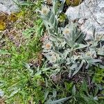 Centaurea uniflora ഇല