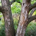 Davidia involucrata Kôra