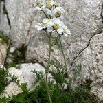 Achillea atrata Yeri