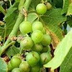 Vitis aestivalis Плод