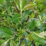 Salix myrsinifolia पत्ता