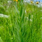 Lilium carniolicum Blad