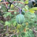 Manihot esculenta Fruit