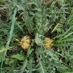 Carlina acanthifolia Blad