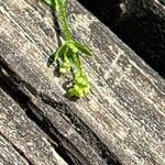 Galium broterianum