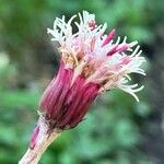 Homogyne alpina Flor
