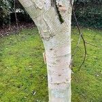 Betula utilis Ŝelo