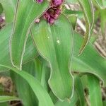 Tradescantia ambigua 叶