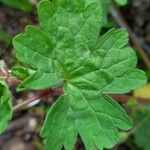 Geranium rotundifolium ഇല