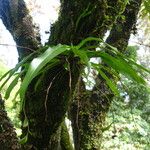 Kylicanthe bueae Leaf