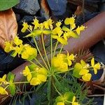 Euphorbia cyparissias Kwiat