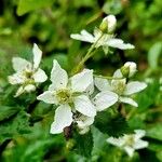 Rubus argutus Blüte