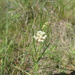 Asclepias linearis 整株植物