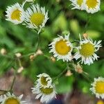 Erigeron strigosus Blüte