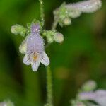 Penstemon canescens 花