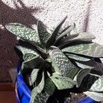 Gasteria excelsa Hostoa