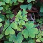 Oxalis incarnata Leaf