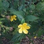 Pavonia spinifex Blüte