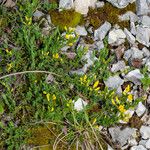 Cytisus decumbens Hábito