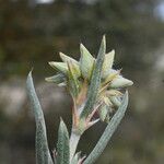 Helianthemum syriacum Žiedas