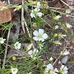 Gypsophila muralis 花