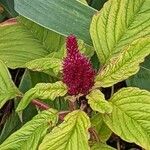 Amaranthus caudatus 花