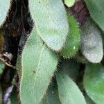 Elaphoglossum piloselloides Лист