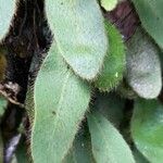 Elaphoglossum piloselloides Blad