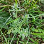 Verbena bracteata 花