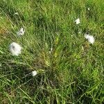 Eriophorum scheuchzeri Habit