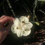 Dietes bicolor Flower