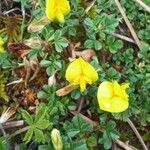 Ononis striata Flower
