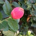 Carissa macrocarpa Fruit