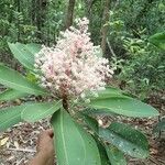 Tapeinosperma scrobiculatum Blüte