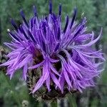 Centaurea scabiosaFlower