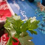 Artemisia vulgarisFuelha