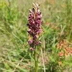 Anacamptis coriophoraফুল