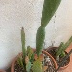 Opuntia maxima Yaprak