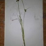 Cyperus difformis Blomst