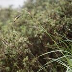 Carex haematostoma Celota