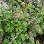 Rhamnus saxatilis Лист