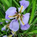 Iris unguicularis Floare