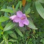 Melastoma malabathricum Λουλούδι