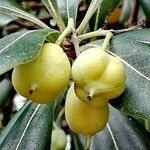 Pittosporum tobira फल