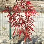 Fouquieria splendens Цвят